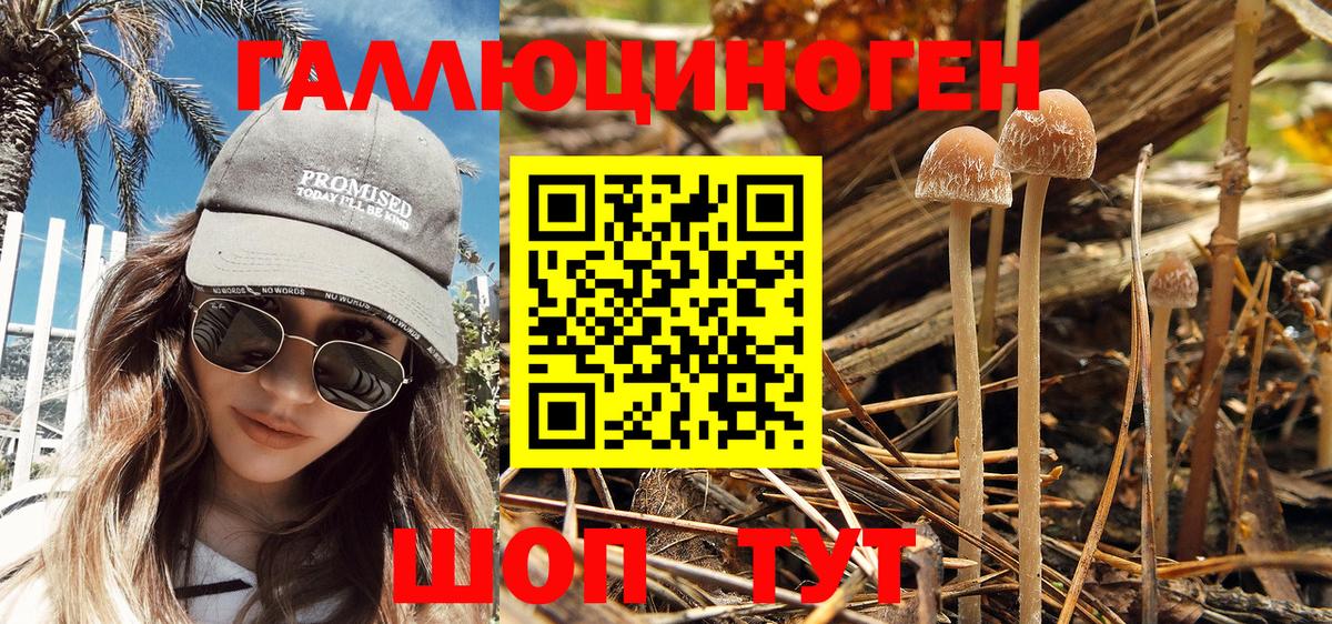 Сибай  Псилоцибиновые грибы Psilocybine cubensis  Вход с VPN 